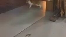 Moonwalk Yapan Kedi