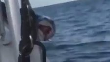 Tekneye Atlayan Köpekbalığı 'nın Korkuluklara Sıkışması