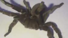 Yırtıcıları Caydırmak İçin Çıngıraklı Yılan Sesi Çıkaran Tarantula