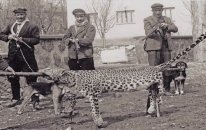 Anadolu Leoparının Soyu Nasıl Tükendi? (Anadolu Parsı, Anadolu Panteri)
