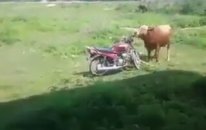 Motora Hallenen Öküz