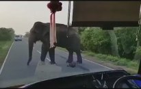 Sosyal Medyayı Sallayan Gaspçı Fil