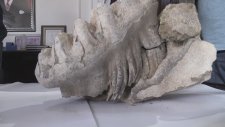 Yozgat'ta 8 Milyon Yıllık Mamut Çene Kemiği Fosili Bulundu