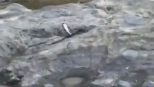 Ağasar Deresinde Çevre Katliamı 26 Temmuz 2018
