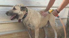 Soğuk Duş İle Serinleyen Kangal Köpekleri