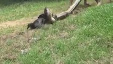 Köpeği Piton Saldırısından Kurtaran Adamlar