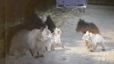 Ormanda Aç Kalan Ayılar Yerleşim Merkezine İndi