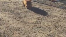 Kendini Bekçi Köpeği Zanneden Wombat