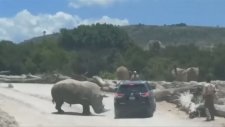 Safariye Gelen Ailenin Aracına Saldıran Gergedan