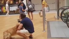 Yürüyen Merdivenden Korkan Sevimli Köpek