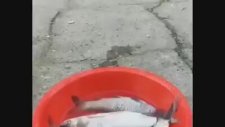 Balığı Çiğnemeden Yutan Karabatak