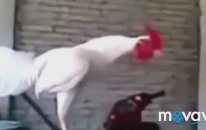 Bugün Çok Güldüm. İnanmazsan İzle.