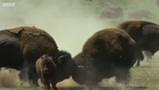Dişiler İçin Mücadele Eden Erkek Bisonlar