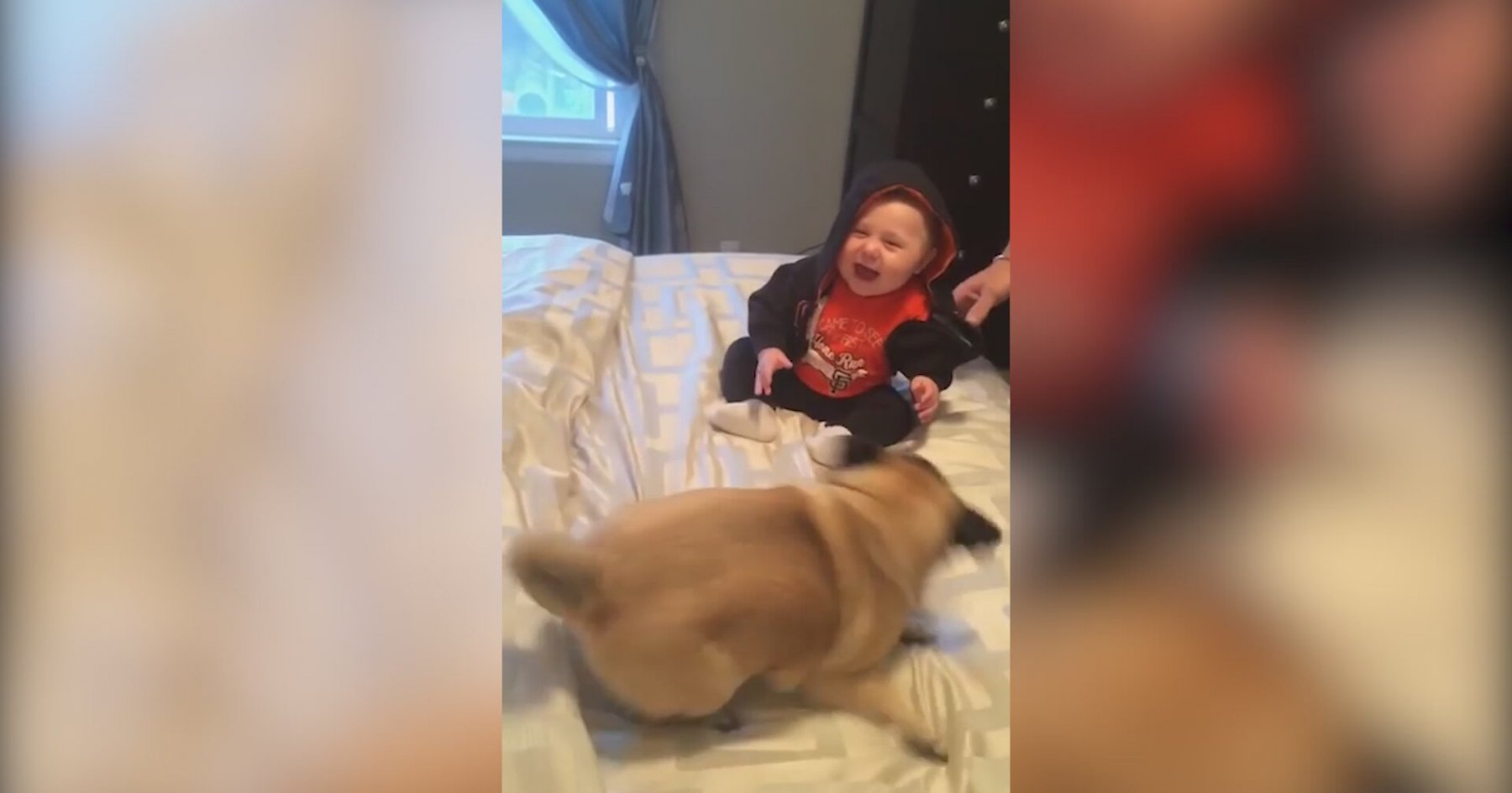 Pug Cinsi Köpeklerin Bebeği Eğlendirmesi