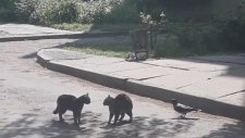 Kedileri Kavgaya Tutuşturan Karga