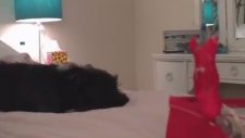 Suçunu Kabul Etmeyen Yaramaz Köpekler