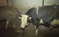 2 Ton 200 Kiloluk Kurbanlık
