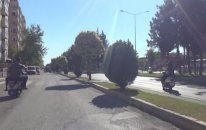 Trafiği Alt Üst Eden Kaçak Boğa