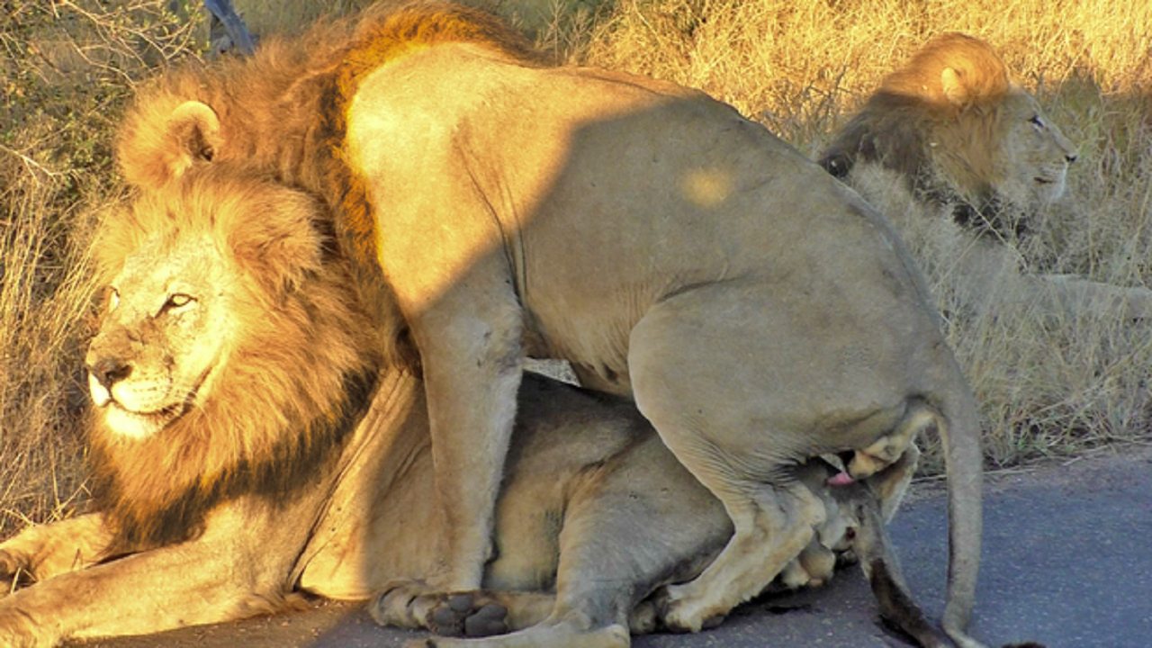 Лев спаривается со львом