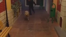 Koş Dolly Koş (Burhan Altıntop)