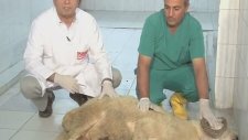 Kurban Nasıl Kesilir? Duası Nasıl Okunur? Vekalet Nasıl Verilir?