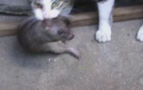 Lağım Faresi Yakalayan Kedi