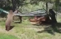ayıların oyunu