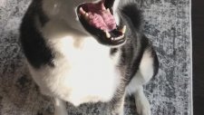 Sahibine Çemkiren Husky