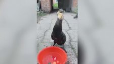 Tek Hamlede Balık Yiyen Kuş