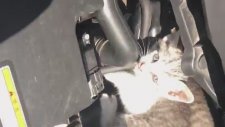 Motor Kaputunu Açan Sürücü Kedi Eviyle Karşılaştı