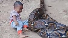 Piton Yılanıyla Oyuncak Gibi Oynayan Ufaklık