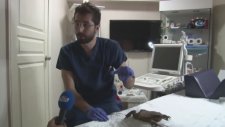 Yaralı Dev Kurbağayı Evlat Edinen Amca