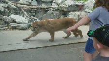 Alman Çoban Köpeğine Saldırmaya Çalışan Puma
