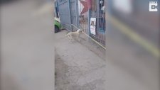 Ağzında Uzun Sopayla Kapıdan Geçmeye Çalışan Köpek