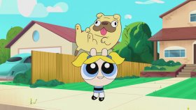 Evcil Hayvan | Powerpuff Girls Türkçe | Çizgi Film
