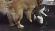 Kavga İçin Hazırlanan İki Kediyi Ayıran Sevimli Köpek