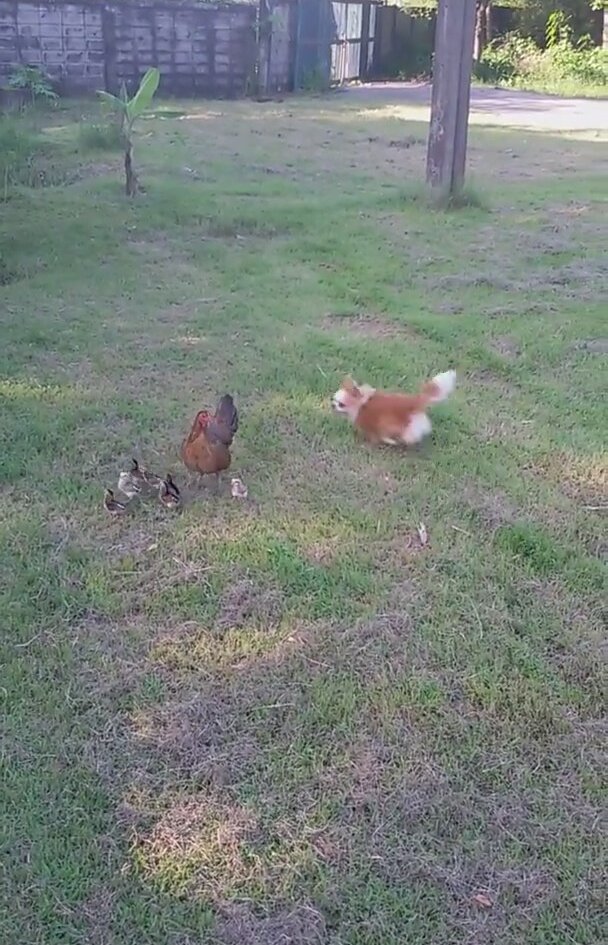 Koruyucu Tavuk Ve Oynak Köpek Yavrusu