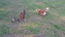 Koruyucu Tavuk Ve Oynak Köpek Yavrusu