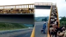 Üst Geçidi Kullanan Koyun Sürüsü