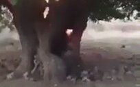 İçinde Şeytan Var Diye 400 Yıllık Dut Ağacını Yakmak