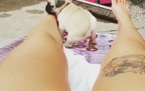 Yatağa Pisleyen Sevimli Köpek