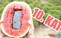 iPhone XS Max'i Karpuza Yerleştirip 10. Kattan Aşağıya Attık! (ACIMADIK #8)