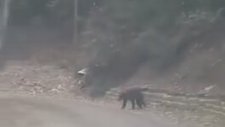 Ayı Saldırısından Kamyonete Binerek Kaçan İşçiler