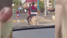 Eşeğe Plaka Ve Dikiz Aynası Takıp Trafiğe Çıkmak