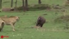 Leoparın Avına Çomak Sokan Babun