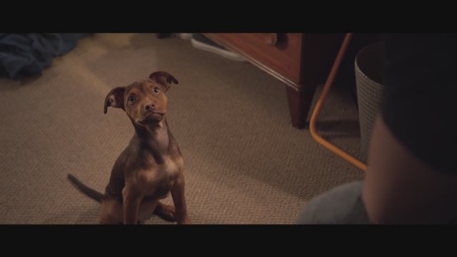 A Dog's Way Home (2019) Fragman