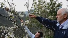Armut Ağacı Meyvesi Üzerinde Çiçek Açması
