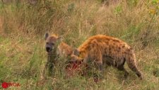 Avını Sırtlanlara Kaptırıp Geri Alıyım Derken Yem Olan Leopar