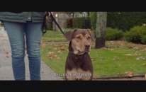 Sadık Dostum / A Dog's Way Home (2018) Türkçe Altyazılı Fragman