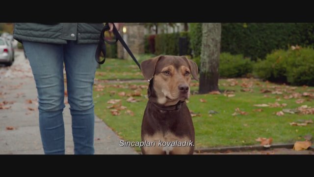 Sadik Dostum A Dog S Way Home Filmi Sinemalar Com Sadik Dostum A Dog S Way Home Filmi Sinemalar Com